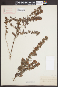 Lespedeza stuevei image