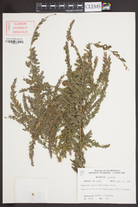 Lespedeza cuneata image