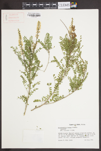 Eysenhardtia texana image