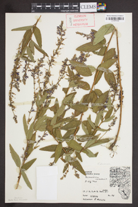 Desmodium canadense image