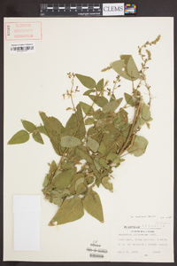 Desmodium canadense image