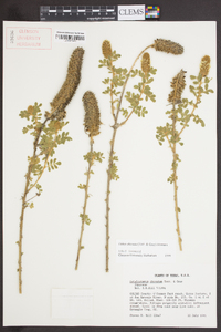 Dalea obovata image