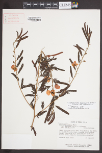 Chamaecrista fasciculata var. fasciculata image