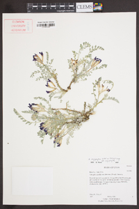 Astragalus argophyllus image