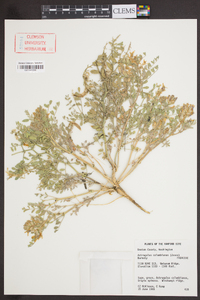 Astragalus columbianus image