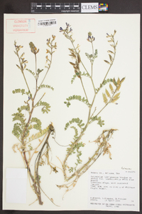 Astragalus mokiacensis image