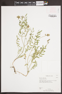 Astragalus multiflorus image