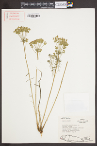 Euphorbia cyparissias image