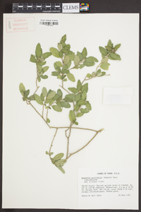 Bernardia myricifolia image