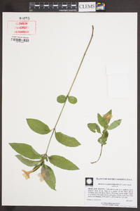 Ruellia caroliniensis image