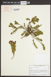 Phyllodoce breweri image