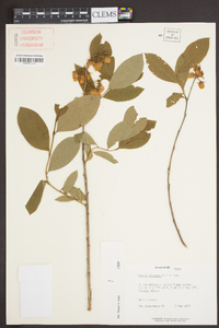 Lyonia mariana image