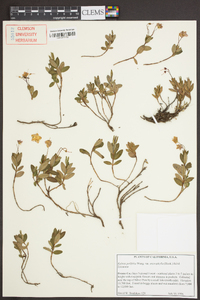Kalmia polifolia var. microphylla image