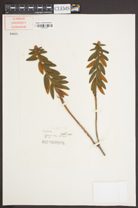 Rhododendron groenlandicum image