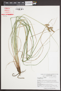 Carex glaucescens image
