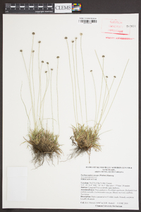 Lachnocaulon anceps image