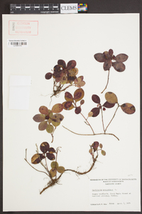 Gaultheria procumbens image