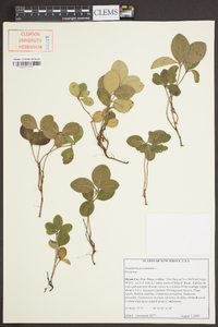 Gaultheria procumbens image