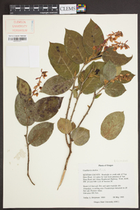 Gaultheria shallon image