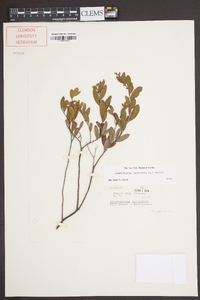 Chamaedaphne calyculata image