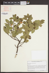 Arctostaphylos patula image