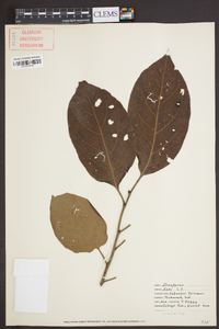 Diospyros kaki image