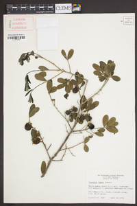 Diospyros texana image