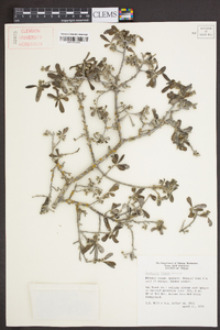 Diospyros texana image