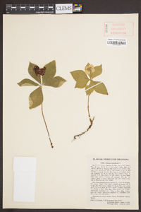 Cornus canadensis image