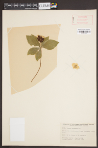 Cornus canadensis image