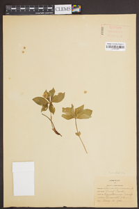 Cornus canadensis image