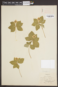 Cornus canadensis image