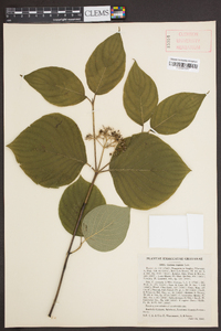 Cornus rugosa image