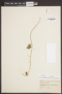 Convolvulus arvensis image