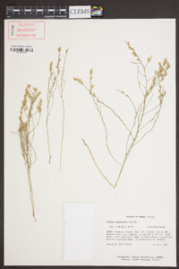 Cressa nudicaulis image