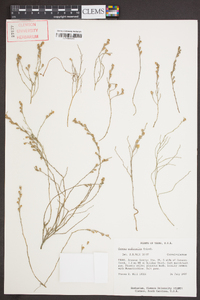 Cressa nudicaulis image