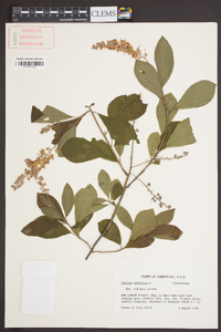 Clethra alnifolia var. alnifolia image