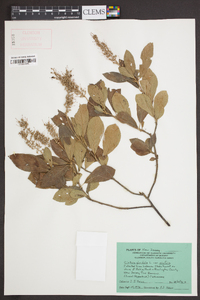 Clethra alnifolia var. alnifolia image