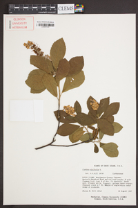 Clethra alnifolia image