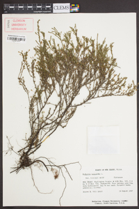 Hudsonia ericoides image