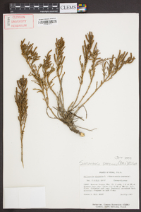 Sarcocornia perennis image