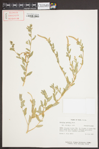 Atriplex arenaria image