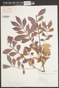 Euonymus alatus image