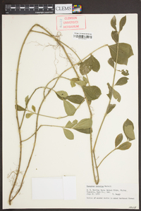 Euonymus obovatus image