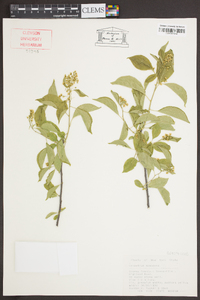 Celastrus scandens image