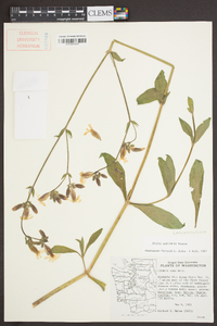 Silene latifolia image