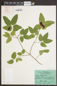 Lonicera canadensis image