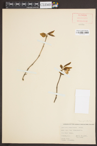 Lonicera canadensis image