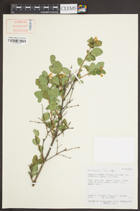 Symphoricarpos oreophilus var. utahensis image