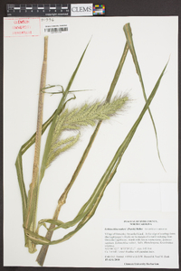 Echinochloa walteri image